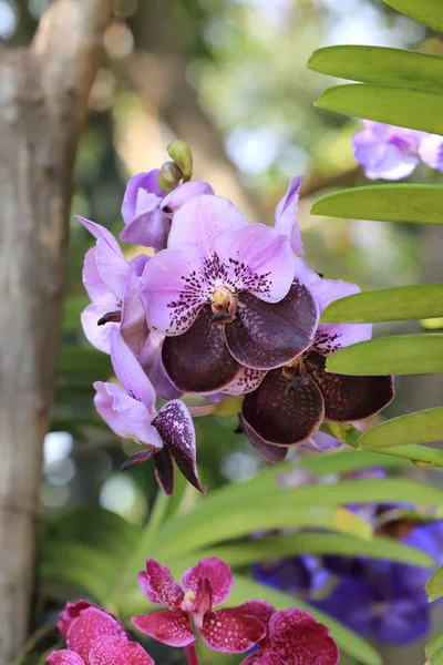 Mazzo di due fiori di orchidea viola viola e viola scuro di colore tonico nel giardino naturale . — Foto Stock