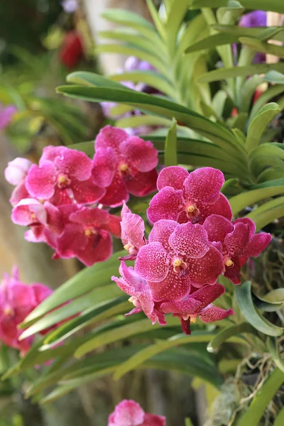 Куча красного цветка орхидеи ванды в естественном саду . — стоковое фото
