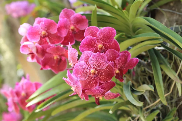 Куча красной орхидеи в природном саду . — стоковое фото