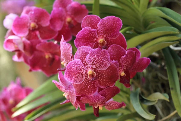 Куча красного цветка орхидеи ванды в естественном саду . — стоковое фото