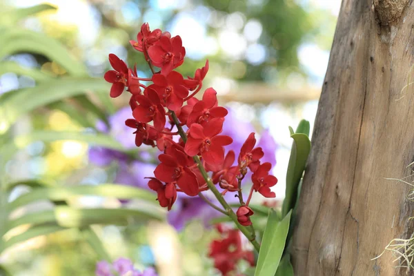 Букет червоної квітки орхідей аскоцентру в природному саду . — стокове фото