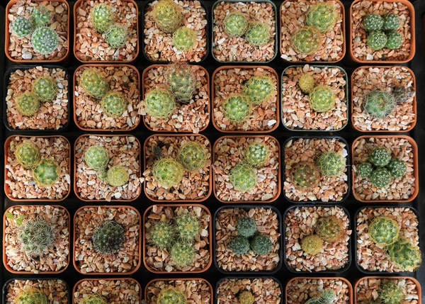 Ποικιλία από μικρά όμορφα κάκτων σε τετράγωνη γλάστρα, δει από την κορυφή. — Φωτογραφία Αρχείου