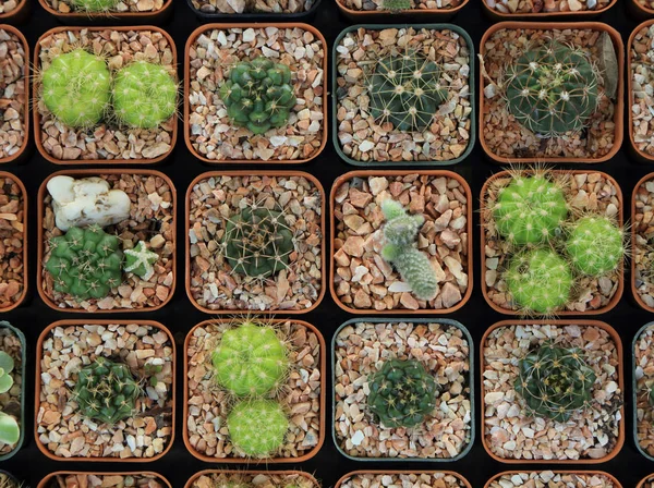 Ποικιλία από μικρά όμορφα κάκτων σε τετράγωνη γλάστρα, δει από την κορυφή. — Φωτογραφία Αρχείου