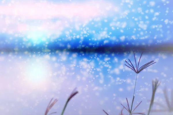 Suddig Swallen Finger gräs på twilight med snö faller, Fantasy abstrakta blommor i vinter för bakgrund. — Stockfoto