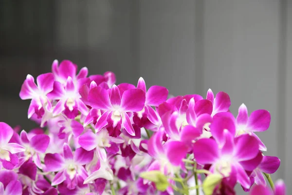 Mazzo di bel fiore di orchidea viola in giardino . — Foto Stock