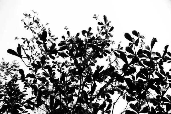 Fondo blanco y negro abstracto de silueta sombra de rama de árbol . —  Fotos de Stock