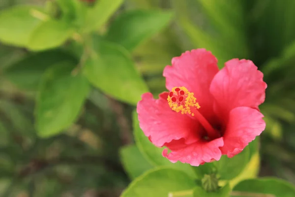 Zostawić kwiat hibiscus czerwonego na zielony ogród tło. — Zdjęcie stockowe