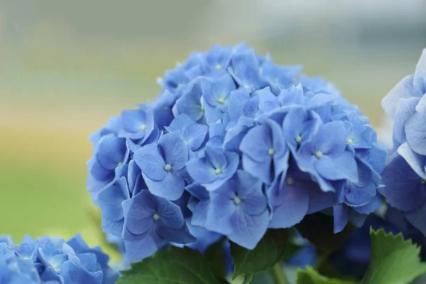 Синий цветок Hydrangea на размытом фоне . — стоковое фото