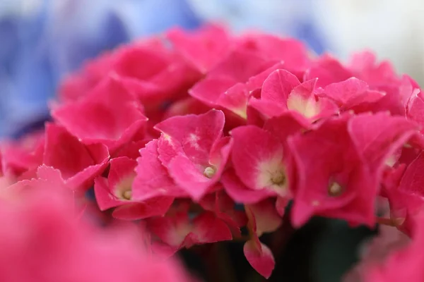 Абстракция размыта из розовых лепестков Hydrangea . — стоковое фото