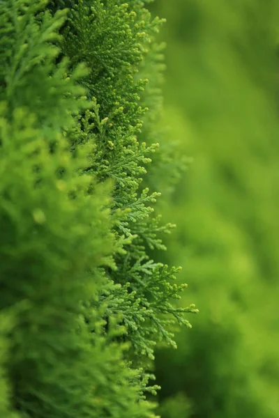 Branch of pine tree, selective focus with blurred green backgrou — Stock Photo, Image