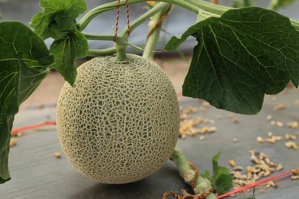 Meloni tai Cantaloupe hedelmät puussa hydroponics maatilalla . — kuvapankkivalokuva