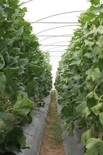 Melon or Cantaloupe fruit plant in greenhouse at organic farm. — Stock Photo, Image