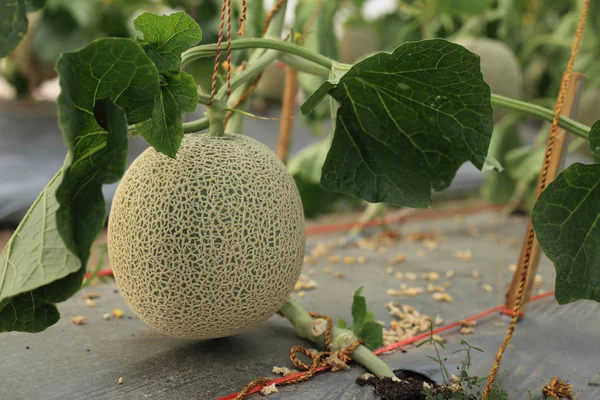 Meloni tai Cantaloupe hedelmät roikkua puussa hydroponics maatilalla . — kuvapankkivalokuva