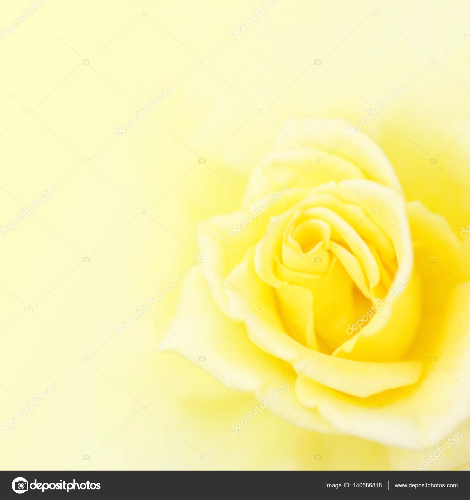 Blurred soft yellow rose background. Stock Photo by ©enrouteksm 140586818