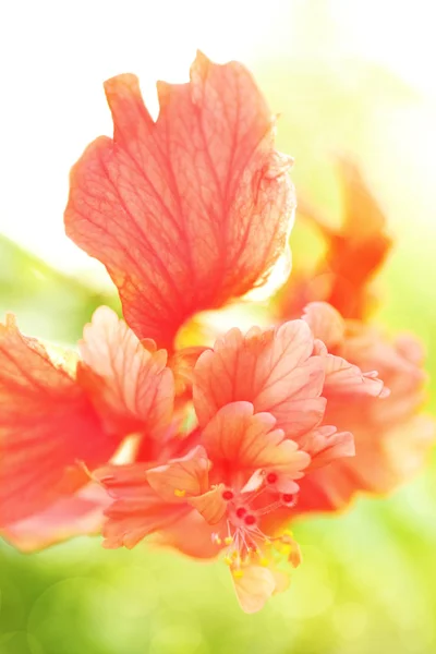 Tatlı tonda kırmızı hibiscus çiçek ve bahar Böke ile yumuşak odak — Stok fotoğraf