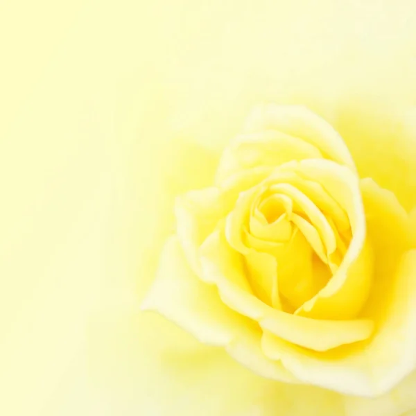 Rozmazané měkké pozadí žluté růže. — Stock fotografie
