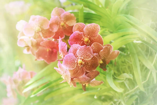 Mazzo di orchidea rossa del vanda con lo sfondo del bokeh della molla . — Foto Stock