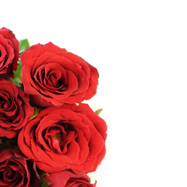 Nahaufnahme von roten Rosen auf weißem Hintergrund. — Stockfoto