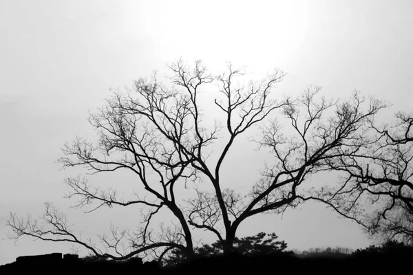 Абстрактный фон размытого силуэта тени ветки дерева — стоковое фото