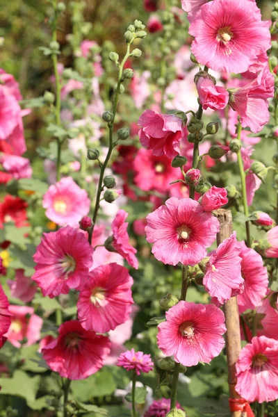 Roze Hollyhock bloem in zonlicht tuin. — Stockfoto