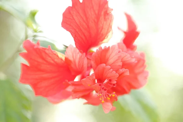 Kwiat czerwony hibiscus, nieostrość słodki kwiatowy obraz. — Zdjęcie stockowe