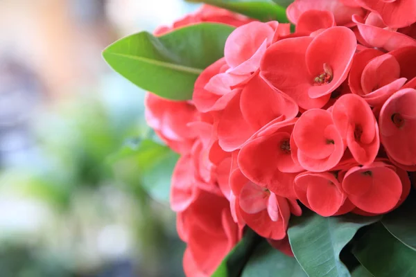 Close-up de vermelho euforbia milii ou coroa de espinhos flor . — Fotografia de Stock