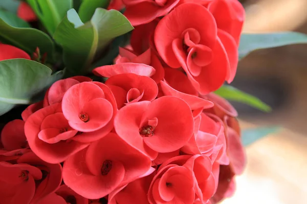 Zbliżenie na czerwony Wilczomlecz okazały lub koronę cierniową kwiat. — Zdjęcie stockowe