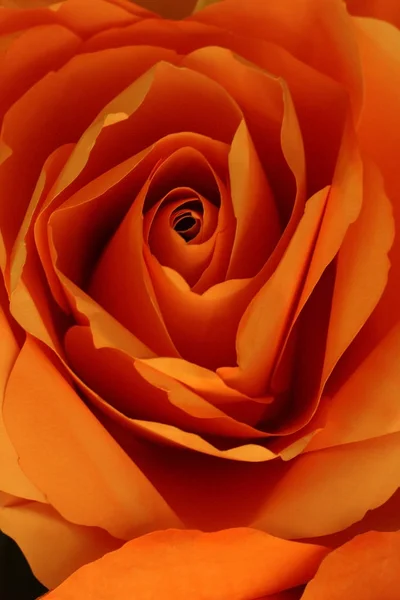 Close up of orange rose make from paper for abstract background. — Stock Photo, Image