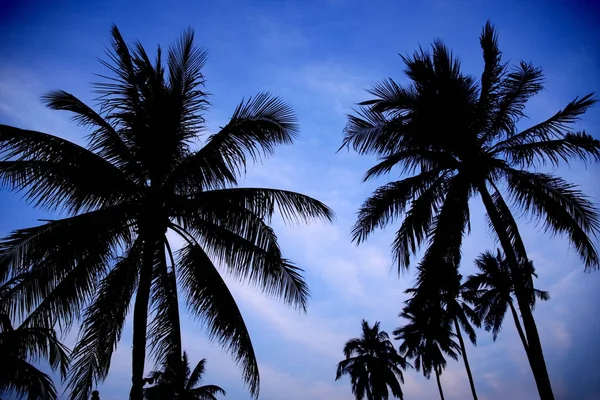 Silhouette coconut palm tree on blue sky background. — Stock Photo, Image