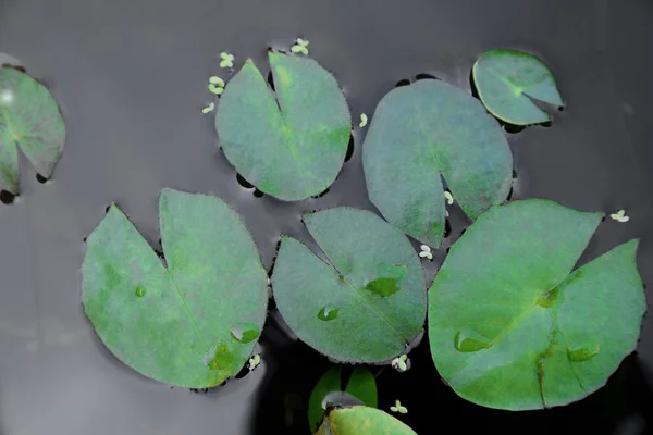 수련 잎 물 표면에. — 스톡 사진