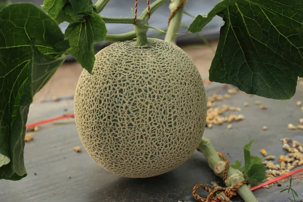 Meloni tai Cantaloupe hedelmät hirtettiin puuhun hydroponics maatilalla . — kuvapankkivalokuva