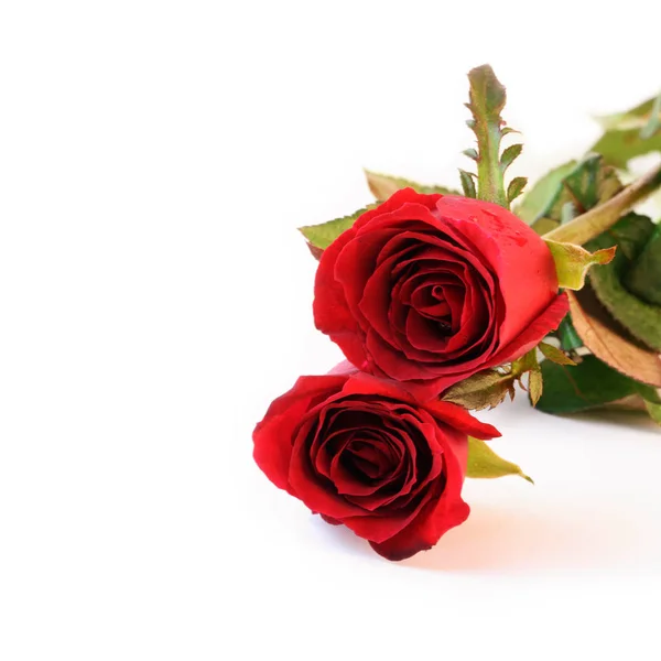 Zwei rote Rosen auf weißem Hintergrund. — Stockfoto