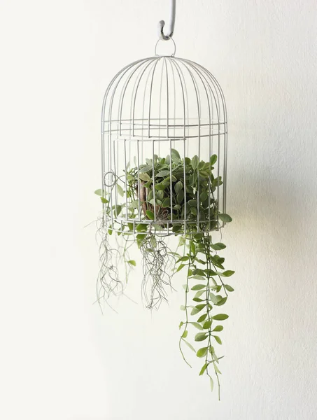 Green plant in birdcage on white background. — Stock Photo, Image