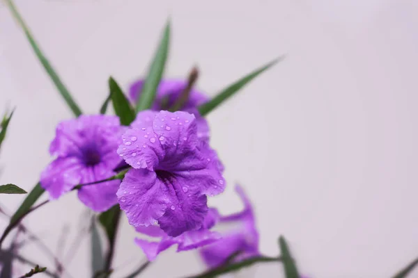 Ruellias púrpuras o flores de Petunias silvestres con gota de agua en peta —  Fotos de Stock