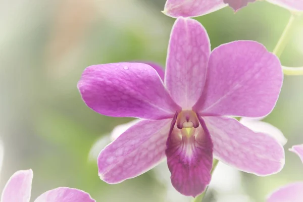 Immagine del sogno offuscata del fiore viola pastello del orchid di Dendrobium, s — Foto Stock