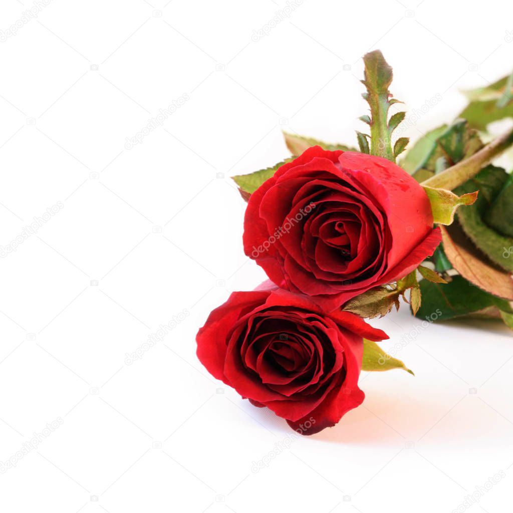 Two red roses on white background. — Stock Photo © enrouteksm #140616594