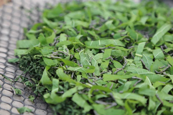 Verme-da-seda comendo folha verde de amoreira. — Fotografia de Stock