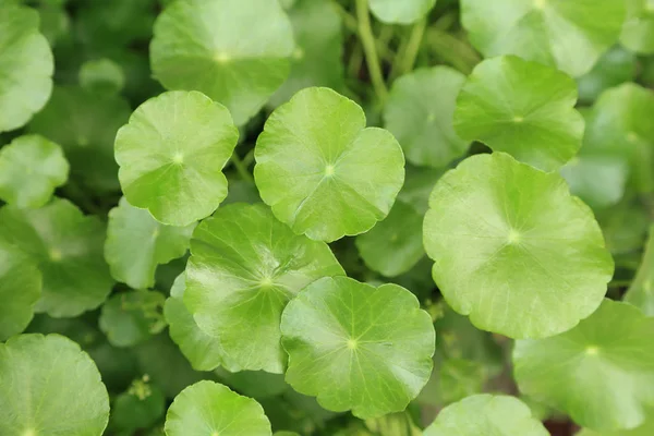 Water pennywort plant, green leave plants look so fresh for background. — Stock Photo, Image