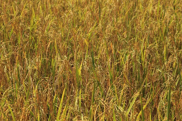 Goldene Reisfelder im Sonnenlicht als Hintergrund. — Stockfoto