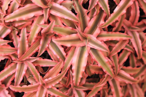 Bromélia rosa planta como fundo . — Fotografia de Stock