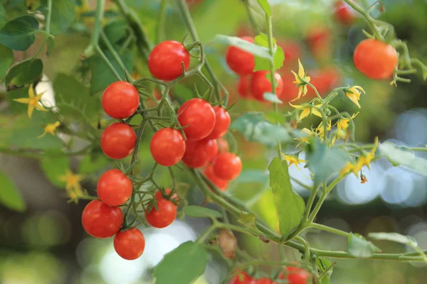 一堆红色樱桃西红柿准备采摘与新鲜的绿色背景. — 图库照片