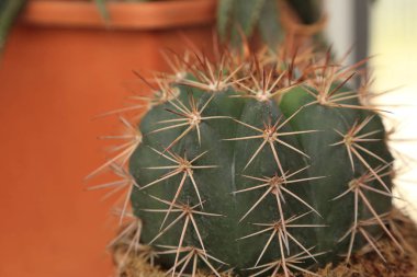 Kaktüs satırla dikenler tencerede, yan görünüm.