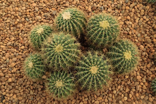 Grupo de cacto com espinhos no chão de seixos . — Fotografia de Stock