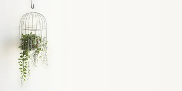 Green plant in birdcage on white background with blank space. — Stock Photo, Image