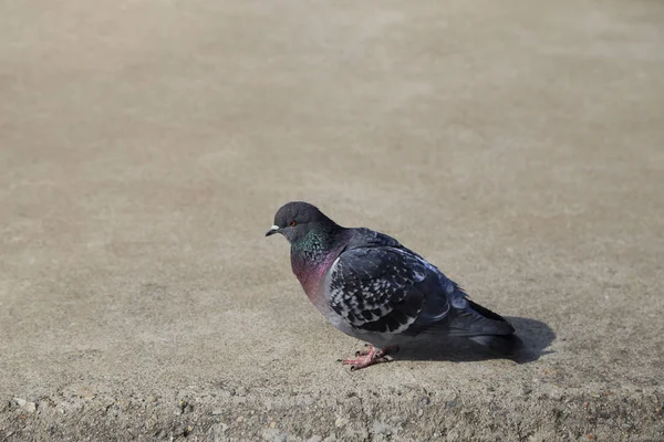 One gray pigeon bird standing alone on ground. — Stock Photo, Image