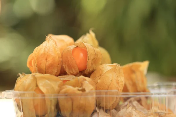 Cape gooseberry colheitas de outono fruta, marrom em bokeh verde Primavera. — Fotografia de Stock