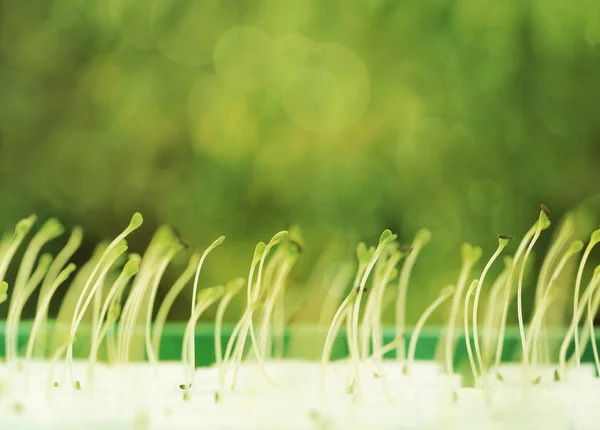 Microgreens en croissance avec feuille de graine ou cotylédon sur fond de bokeh vert . — Photo