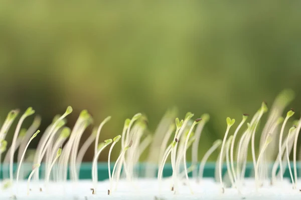 Выращивание микрозелени с листьями семян или котиледоном размыло зеленый фон . — стоковое фото