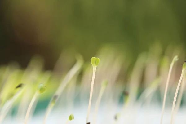 Microgreens en croissance avec feuille de graine ou cotylédon fond vert flou . — Photo