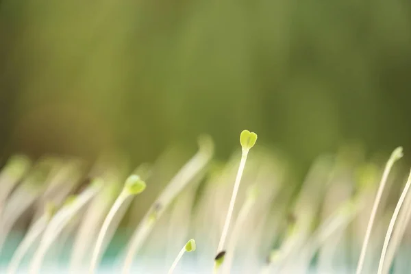 Microgreens en croissance avec feuille de graine ou cotylédon en forme de cœur . — Photo